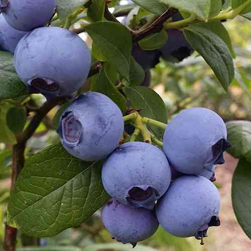 Саджанці лохини Блакитне Золото (черенкований) - 3-річний Чернівці