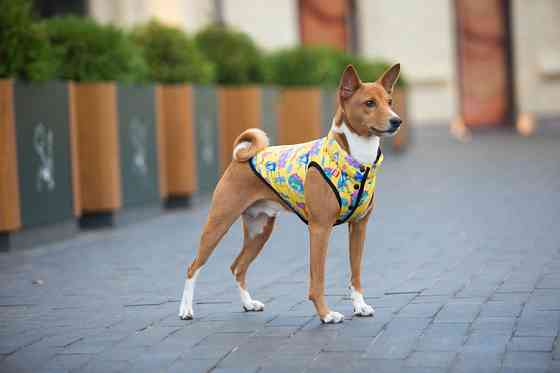 Курточка для собак WAUDOG Clothes малюнок "Рік та Морті 3", L65, В 87-90 см, С 60-65 см Коломыя