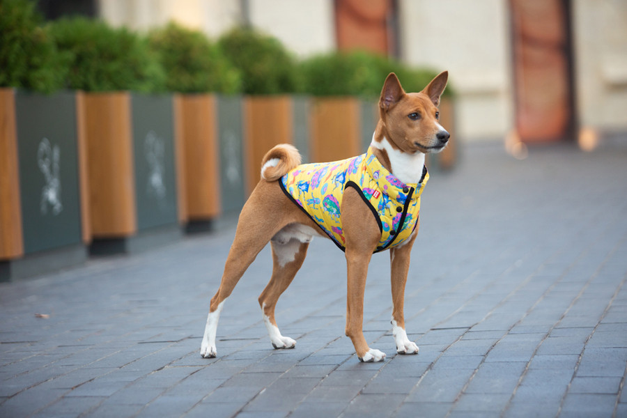 Курточка для собак WAUDOG Clothes малюнок "Рік та Морті 3", L65, В 87-90 см, С 60-65 см Коломыя - изображение 6