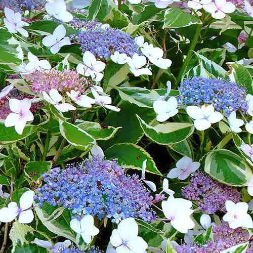 Саджанці гортензії Варієгата (черенкований) - 2-річний Чернівці