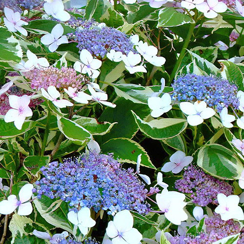 Саженцы гортензии Вариегата (черенкованный) - 2-летний Черновцы - изображение 1