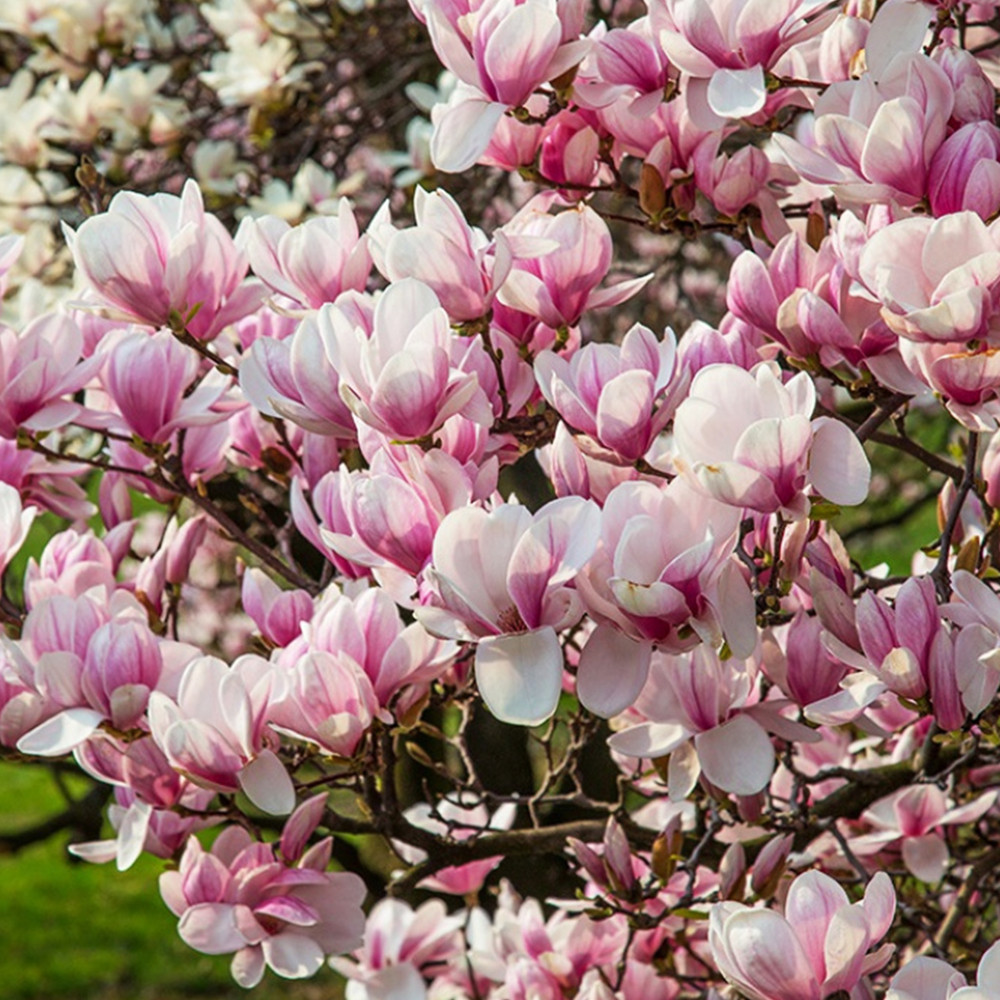 Саженцы магнолии Суланжа (привитый) Черновцы - изображение 2
