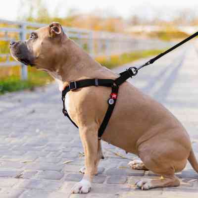 Шлея для собак WAUDOG Waterproof з QR-паспортом XS Ш 15 мм Д 30-39 см чорна (27631) Вінниця