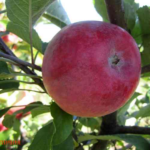 Саджанці яблуні Делічія (привитий) - 2-річний Чернівці