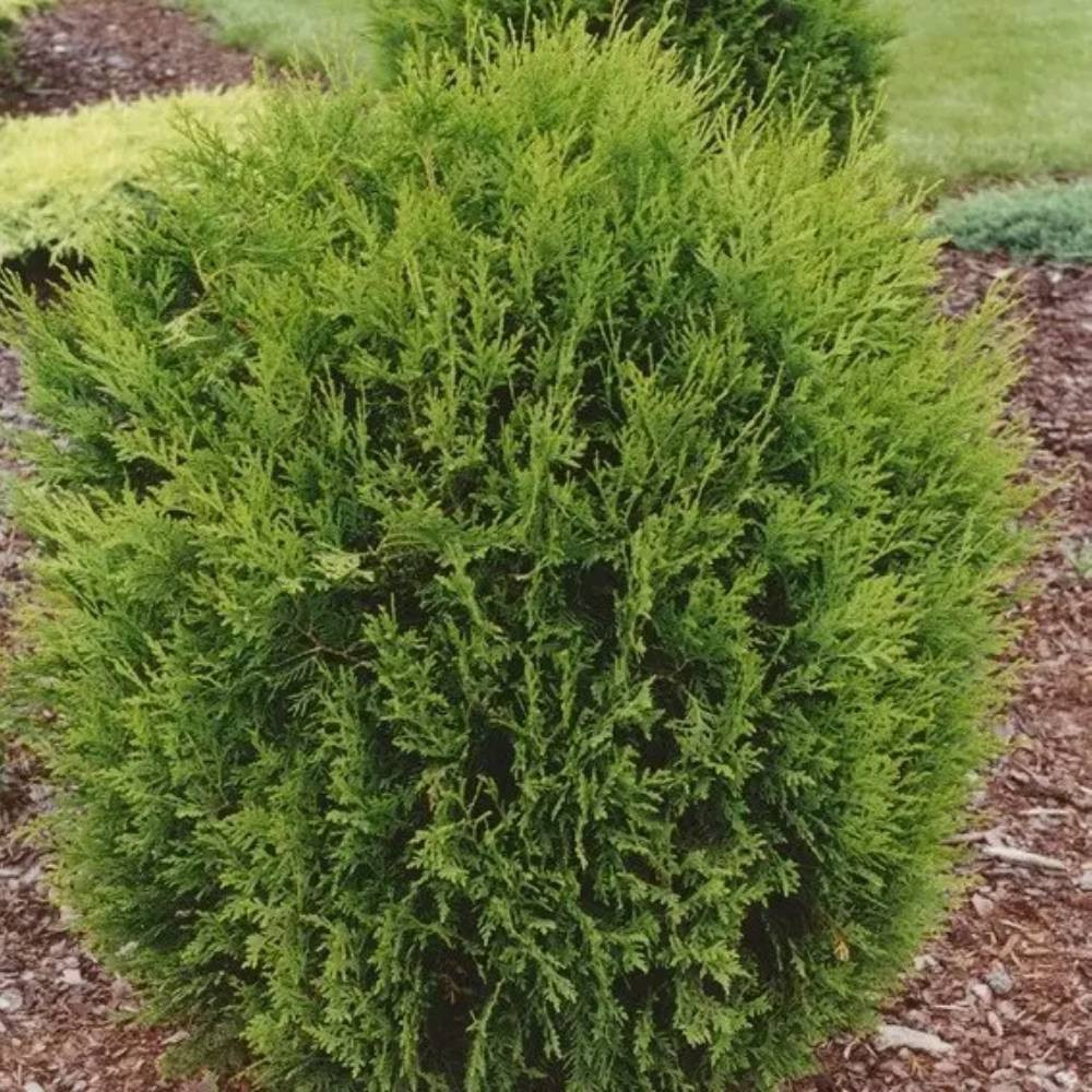 Саженцы западной туи Ховей Черновцы - изображение 2