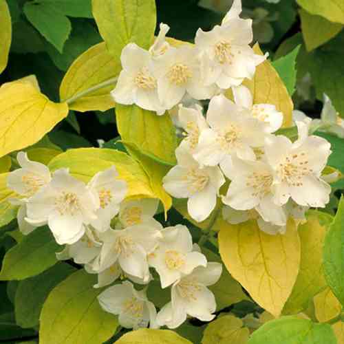 Саженцы жасмина Ауреус (черенкованный) - 1-летний Черновцы