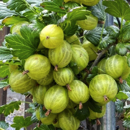 Саджанці агрусу Мукурінес (черенкований) - 2-річний Чернівці - фото 1