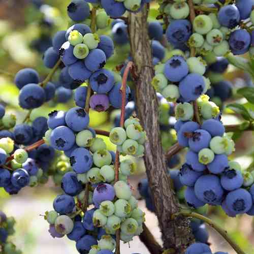 Саженцы голубики Фиолент (черенкованный) - 4-летний Черновцы