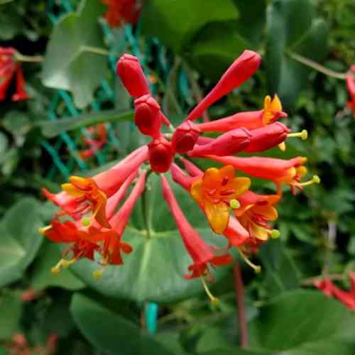 Саженцы жимолости Дропмор Скарлет (черенкованный) - 2-летний Черновцы