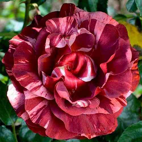 Саджанці троянд Брауні (привитий) - 2-річний Чернівці