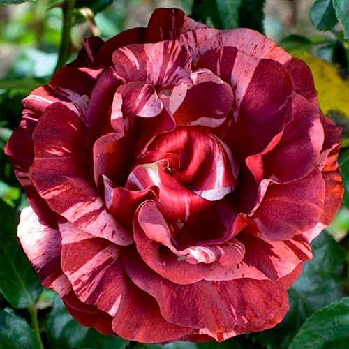 Саджанці троянд Брауні (привитий) - 2-річний Чернівці - фото 1