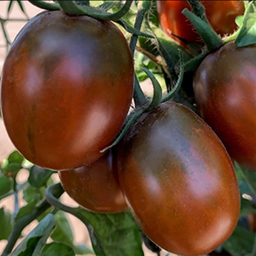 Томат Шоколадний зайчик 0,1гр WestGard Житомир