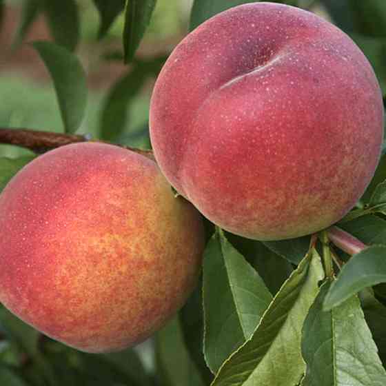 Саженцы персика Ред-Хевен (привитый) - 2-летний Черновцы