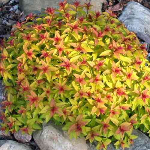 Саженцы спиреи Волшебный Ковер (черенкованный) - 2-летний Черновцы