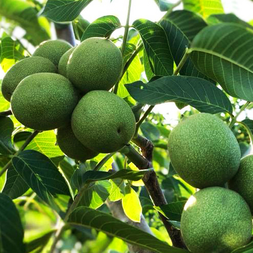 Саджанці грецького горіха Чандлер (привитий) - 1-річний Чернівці - фото 2