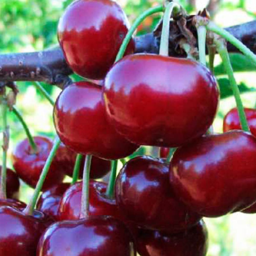 Саджанці вишні Піккола (привитий) - 1-річний Чернівці - фото 1