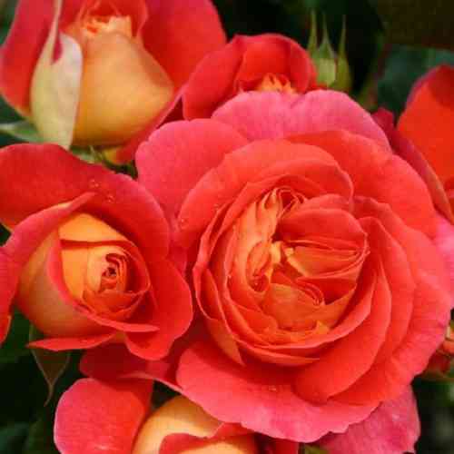 Саджанці троянд Гебрюдер Грімм (привитий) - 2-річний Чернівці