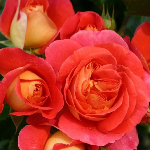 Саженцы роз Гебрюдер Гримм (привитый) - 2-летний Черновцы - изображение 1