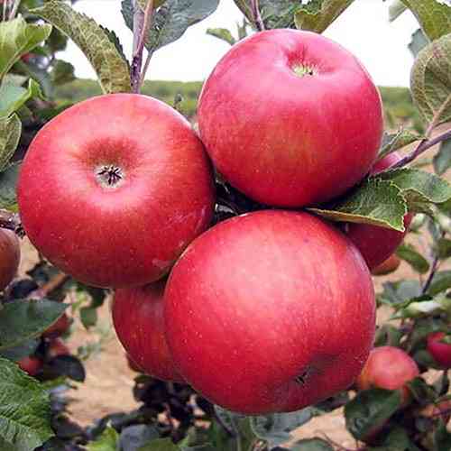 Саджанці яблуні Богемія (привитий) - 1-річний Чернівці