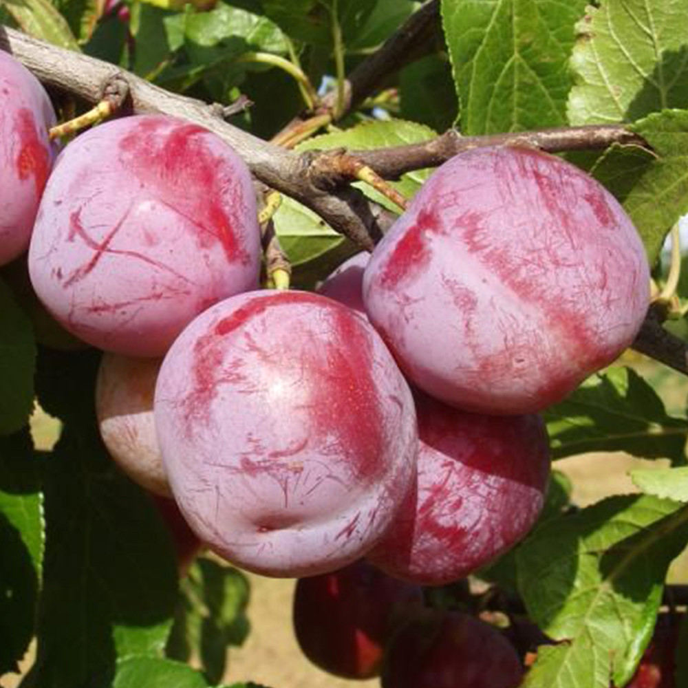 Саджанці сливи Ренклод Альтана (привитий) - 2-річний Чернівці - фото 2