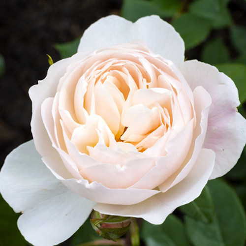 Саженцы роз Дездемона (привитый) - 2-летний Черновцы - изображение 1