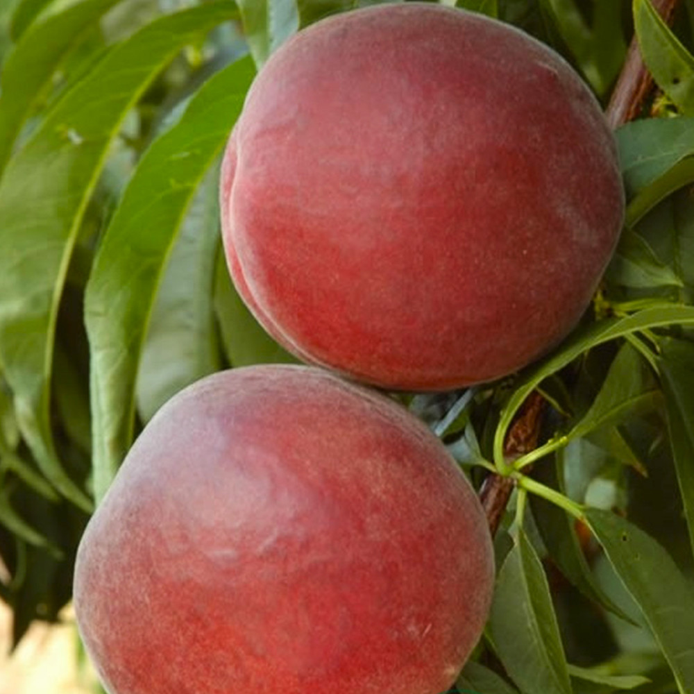 Саженцы персика Экстрим 6 (привитый) - 2-летний Черновцы - изображение 2