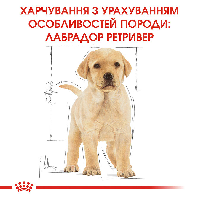 Корм для щенков породы Лабрадор-ретривер ROYAL CANIN LABRADOR PUPPY 3 кг Киев - изображение 6