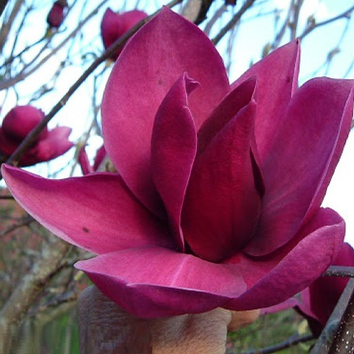 Саджанці магнолії Клеопатра (черенкований) - 2-річний Чернівці - фото 1