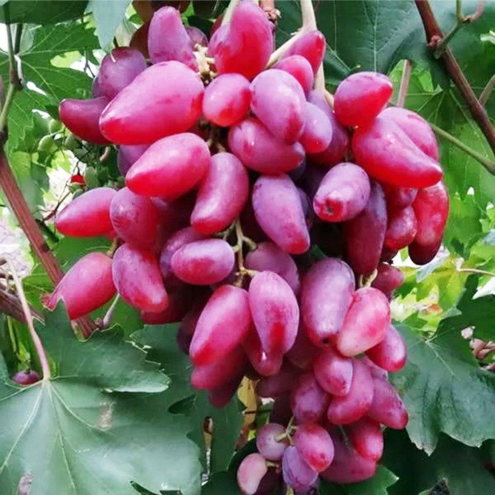 Саженцы винограда Дубовский (черенкованный) - 2-летний Черновцы - изображение 2