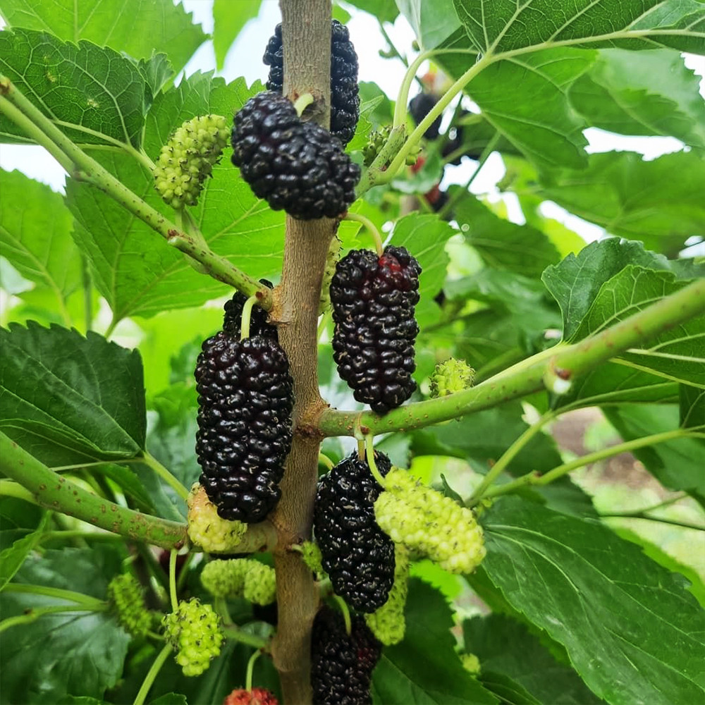 Саженцы шелковицы Краса Подолья - 1-летний (привитый) Черновцы - изображение 2