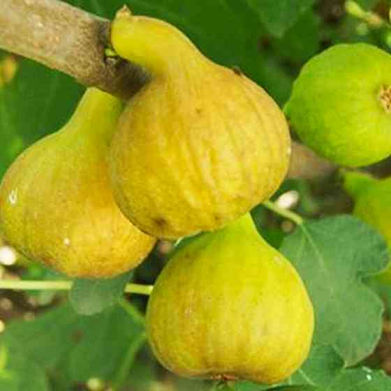 Саженцы инжира Медовый - 1-летний Черновцы