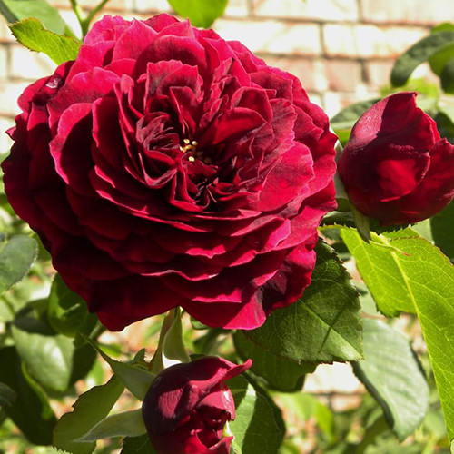 Саджанці троянд Традескант (привитий) - 2-річний Чернівці - фото 1