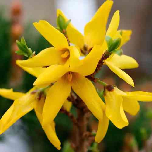 Cаджанці форзиції Овальна (черенкований) - 1-річний Чернівці