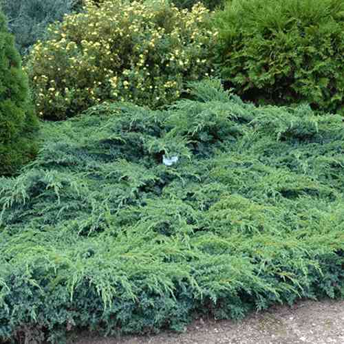 Саджанці ялівцю Блю Свід (черенкований) - 3-річний Чернівці