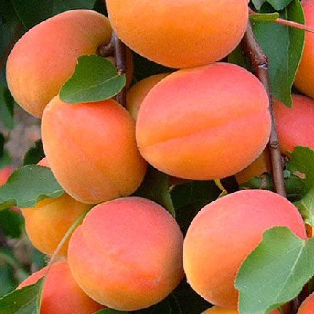 Саженцы абрикоса Пин Кот (привитый) - 2-летний Черновцы - изображение 3