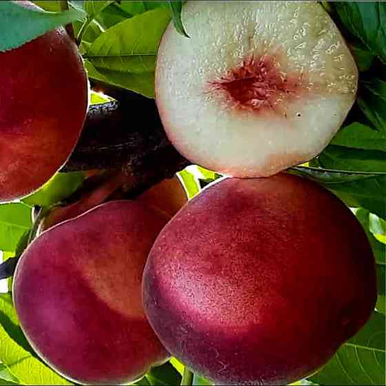 Саджанці персика Фіделія (привитий) - 1-річний Чернівці