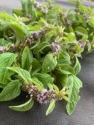 Мята полевая, 100г master sem Киев - изображение 1