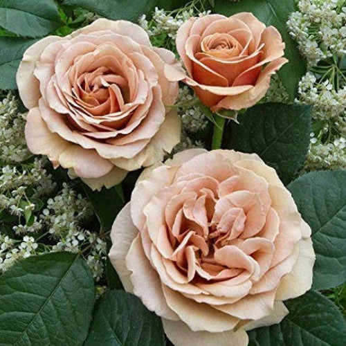 Саджанці троянд Квіксенд (привитий) - 2-річний Чернівці - фото 1