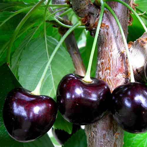 саженцы колоновидной черешни Черная (привитый) - 1-летний Черновцы