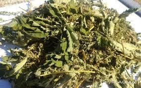 Порило звичайне (Репяшок обыкновенный) 100г master sem Киев - изображение 3