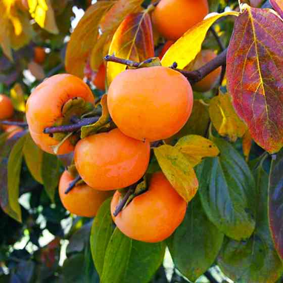 Саджанці хурми Шарон - 1-річний Чернівці