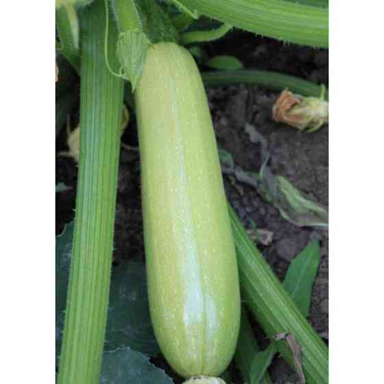 Семена Кабачка Ардендо F1 10 семян, Clause, Голландия Винница