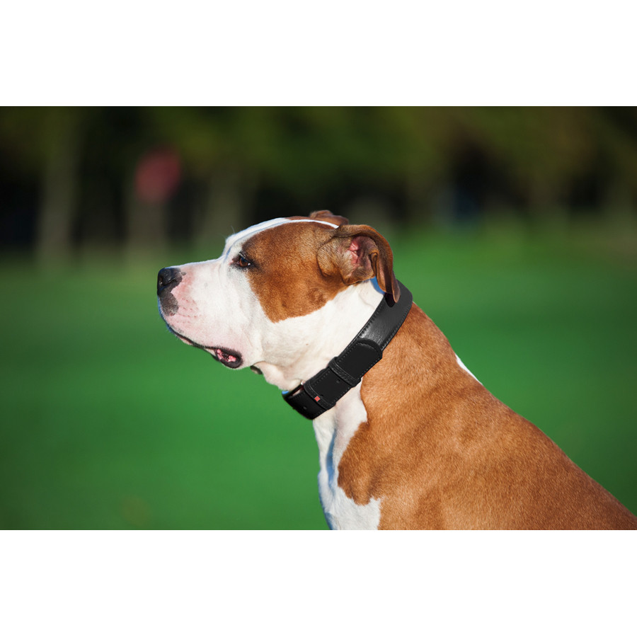 Нашийник для собак шкіряний WAUDOG Glamour з QR паспортом, без прикрас, L, Ш 25 мм, Дов 38-49 с Коломия - фото 2