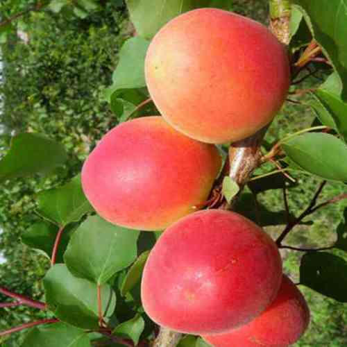 Саженцы абрикоса Перла (привитый) - 2-летний Черновцы