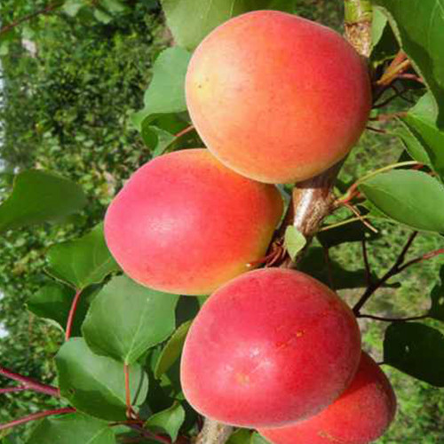 Саженцы абрикоса Перла (привитый) - 2-летний Черновцы - изображение 1