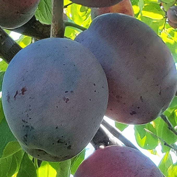 Саджанці сливи Угорка (привитий) - 1-річний Чернівці - фото 1