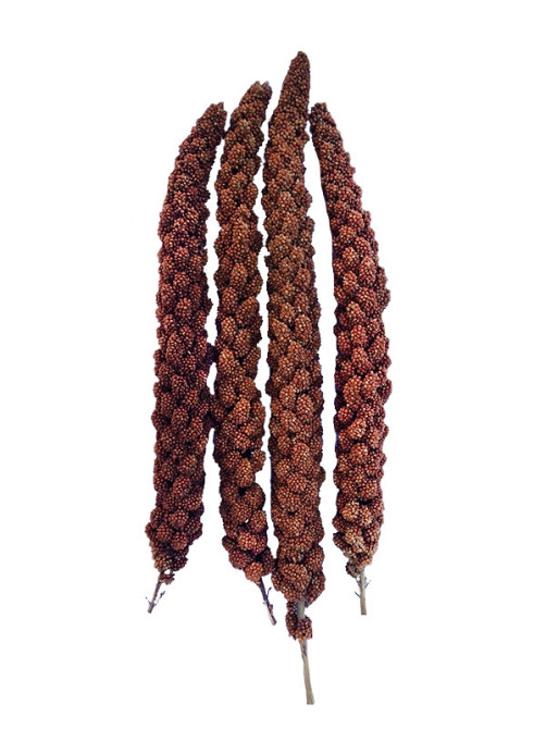 Чумиза в колосках для канареек, попугаев и других декоративных и певчих птиц - уп.4 колоска Змиев - изображение 1