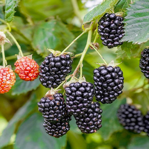 Саженцы ежевики Блэк Сатин (черенкованный) - 2-летний Черновцы - изображение 1