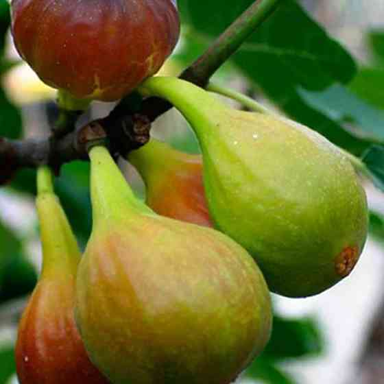 Саженцы инжира Далматский Белый (черенкованный) - 1-летний Черновцы