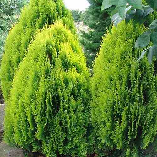 Саджанці туї Мадуродам Чернівці